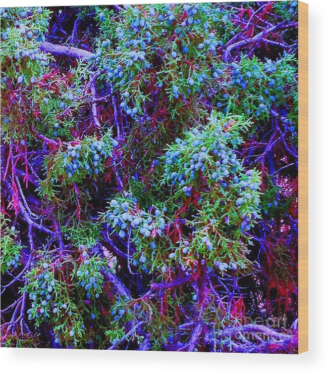 Plant Wood Print featuring the photograph Juniper Neurons by Ann Johndro-Collins