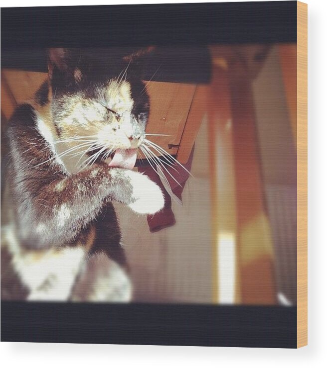 Petstagram Wood Print featuring the photograph Just Having A Bit Of A Wash #jazzy #cat by Charlotte Turville