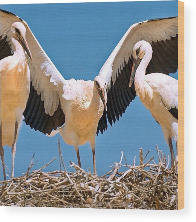 Morocco Wood Print featuring the photograph Kasbah Stork Nest by Felice Willat