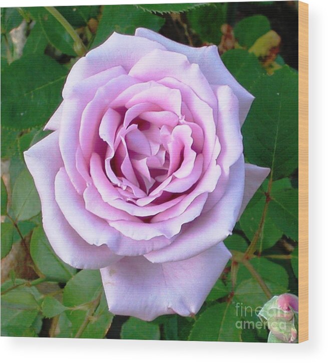 Rose Wood Print featuring the photograph Lavendar Rose by Alys Caviness-Gober