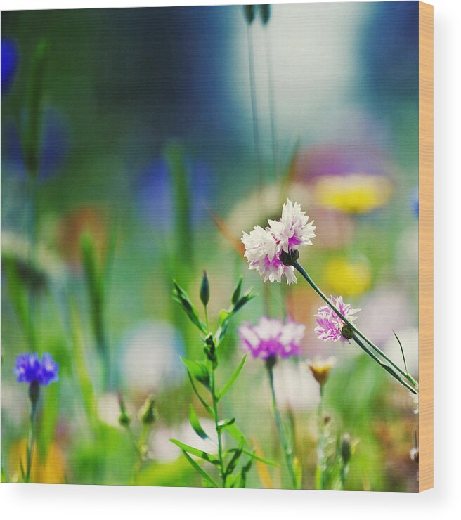 Wildflowers Wood Print featuring the photograph Lean In To It by Joel Olives