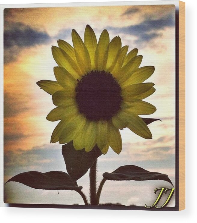 Instagram_underdogs Wood Print featuring the photograph Let The Sun Shine Down On Me...🌻 by Julie Importuna