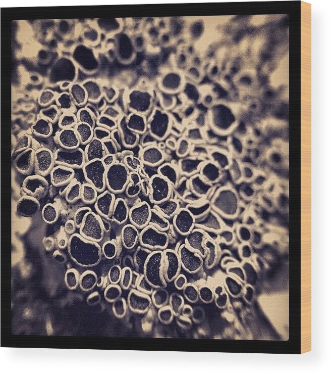Rcspics Wood Print featuring the photograph Lichen by Dave Edens