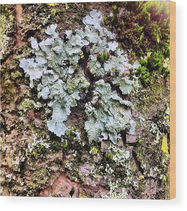 Lichen Wood Print featuring the photograph Lichen on Bark by Nic Squirrell