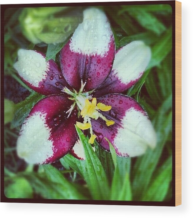 Flower Wood Print featuring the photograph #lily #flower #blooming In My #garden by Natalia D
