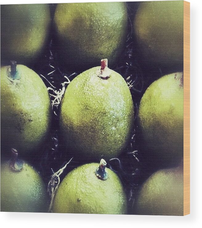 Instagram Wood Print featuring the photograph Limey by Misty D