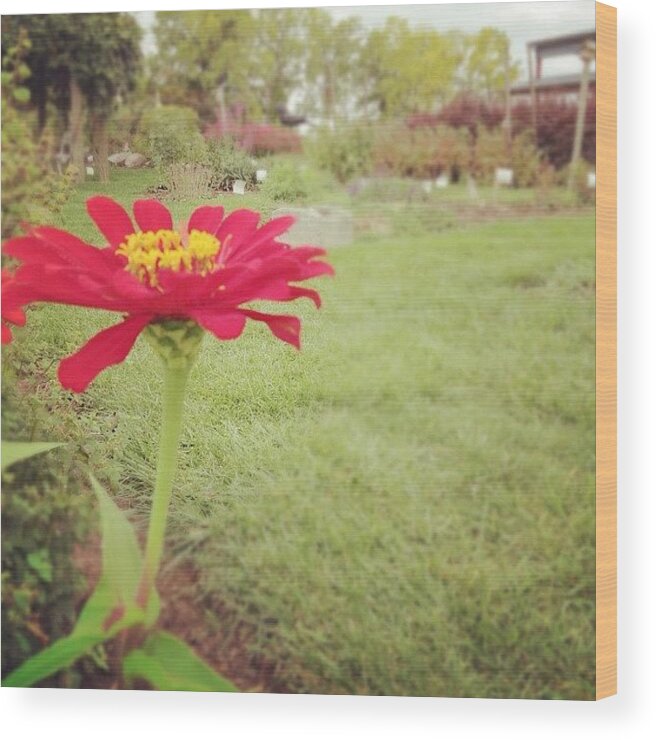 Plant Wood Print featuring the photograph Lone Ranger. #garden #flower #daisy by Jenna Luehrsen