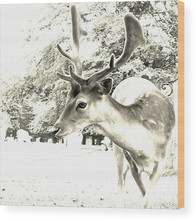 Deer Wood Print featuring the photograph Looking At You by Abbie Shores