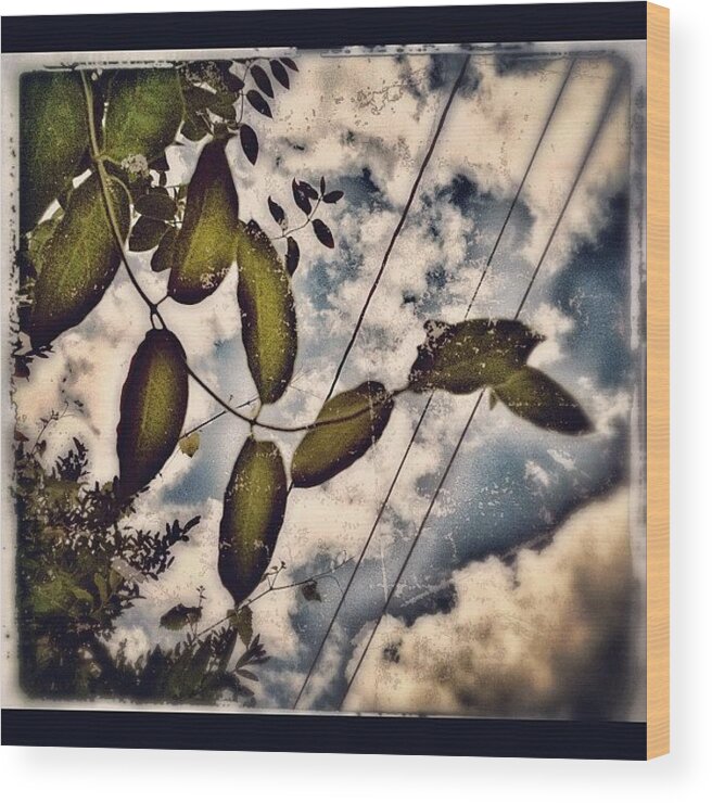 Idestaque_id Wood Print featuring the photograph looking Up #lookingup #trees by Carrie Mroczkowski