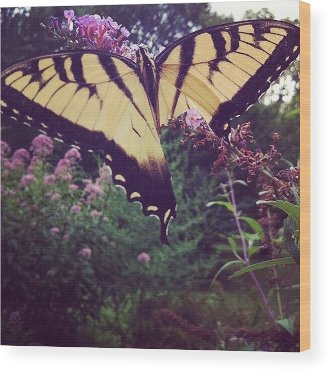  Wood Print featuring the photograph Looks Like A Bird Got To This Butterfly by Katie Cupcakes