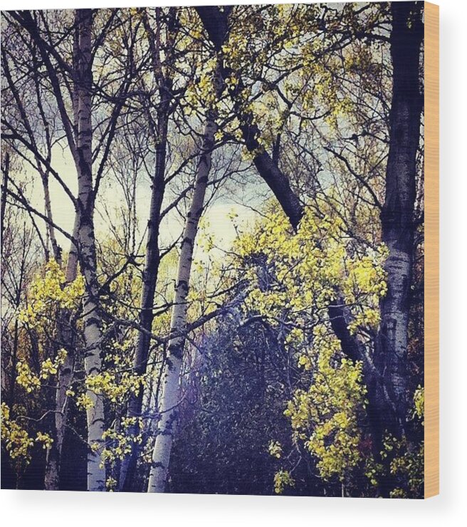 Iphoneography Wood Print featuring the photograph Love These Yellow Trees~~~ by Lia Kent