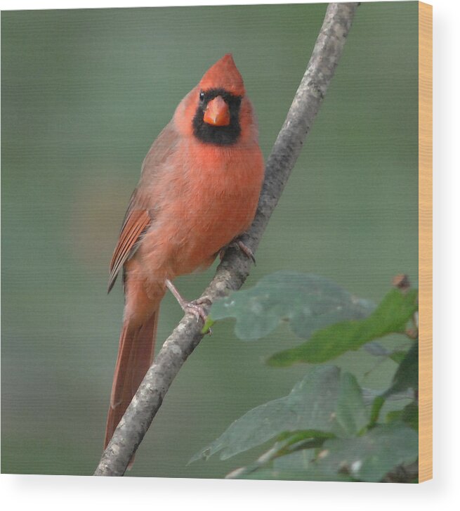 Male Cardinal Wood Print featuring the photograph Male Cardinal by Diane Giurco