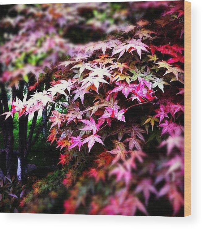 Beautiful Wood Print featuring the photograph Maple #leaf #tree #nature #beautiful by Jason Fang