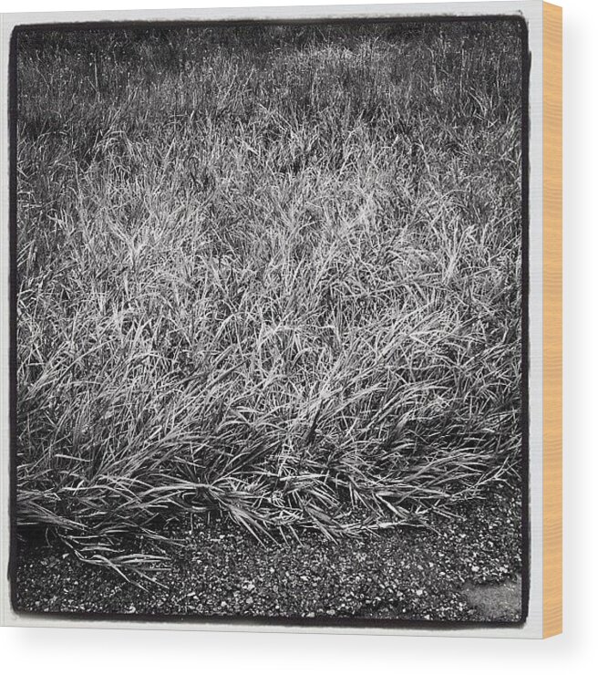 Plants Wood Print featuring the photograph Median Flora by Rob Murray