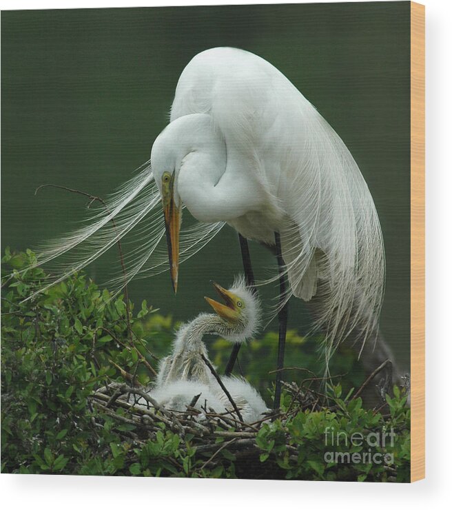 Great White Egret Wood Print featuring the photograph Mom and Me by Vivian Christopher