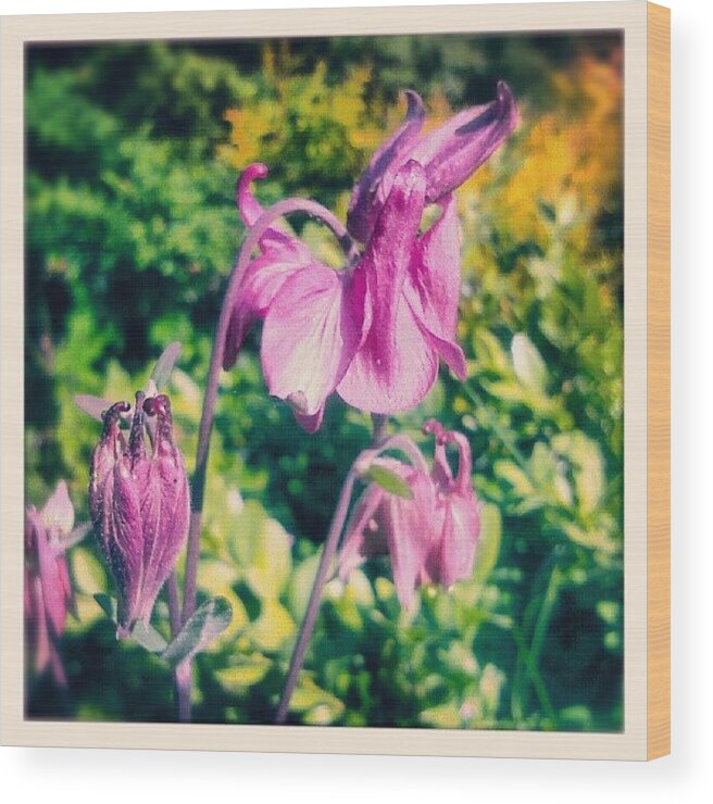 Pink Wood Print featuring the photograph More Of My #aquilegia #columbine by Linandara Linandara