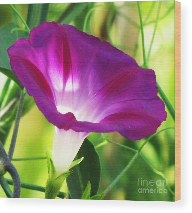 Purple Morning Glory Flower Wood Print featuring the photograph Morning Glory by Michele Penner