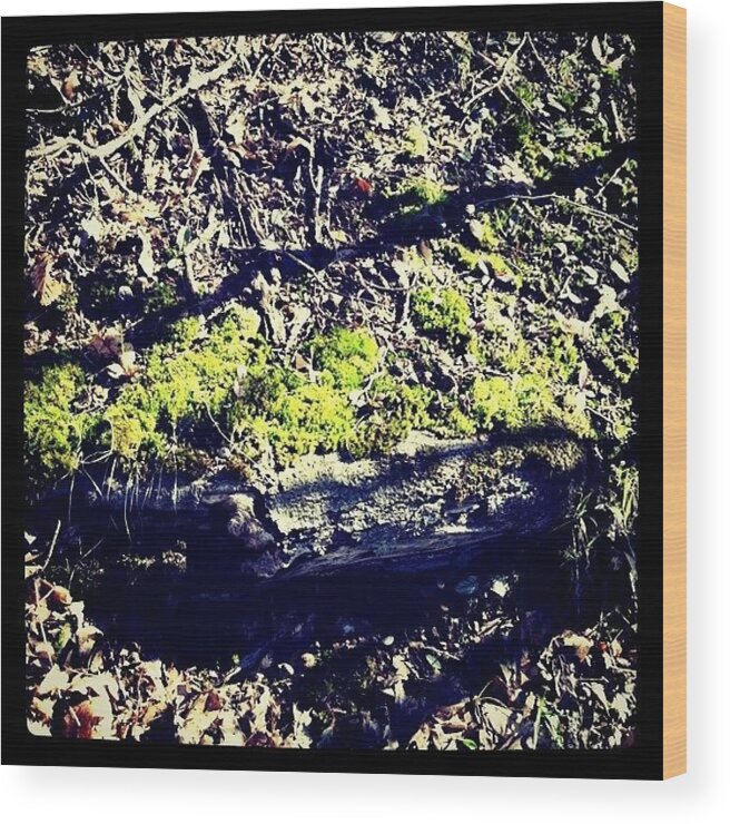  Wood Print featuring the photograph Moss... Where In The Frig Are Those by Lori Walter