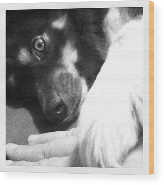 Dog Paw Hand Fur Friend Friends Companion Pet Animal Cute Cuddly Touching Kind Loving Love Dedicated Loyal Newcsassemblage Wood Print featuring the photograph Mutual Feelings by Gwyn Newcombe
