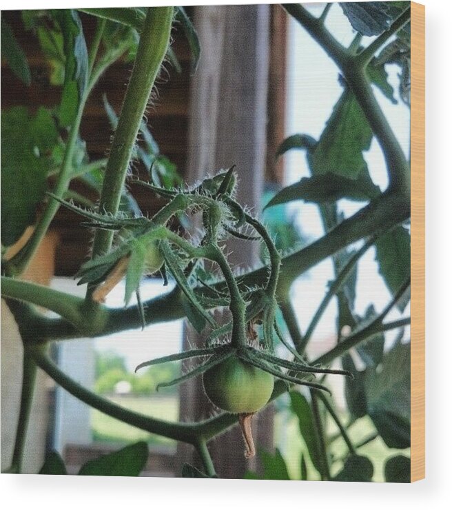 Tomato Wood Print featuring the photograph My First Born. #tomato #heatwave #baby by Kevin Lawton