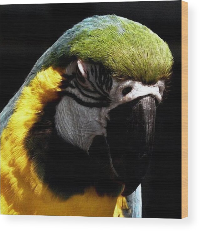Macaw Wood Print featuring the photograph Nap Time by Kim Galluzzo Wozniak