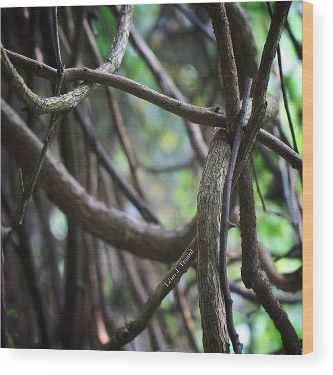 Tagstagram Wood Print featuring the photograph Naturally Twisted by Leon Traazil