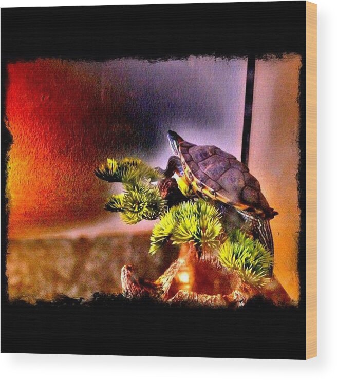 Turtle Wood Print featuring the photograph #nature#pet#turtle#aquatic#reptile#red by Elena Gomez