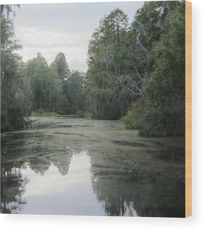 Swamp Moss Wood Print featuring the photograph Okefenokee Swamp 19 by Cathy Lindsey