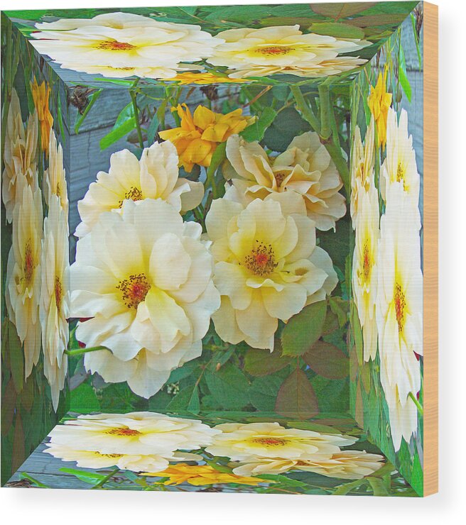 Rose Wood Print featuring the photograph Old Fashioned Yellow Rose - Mirror Box by Carol Senske