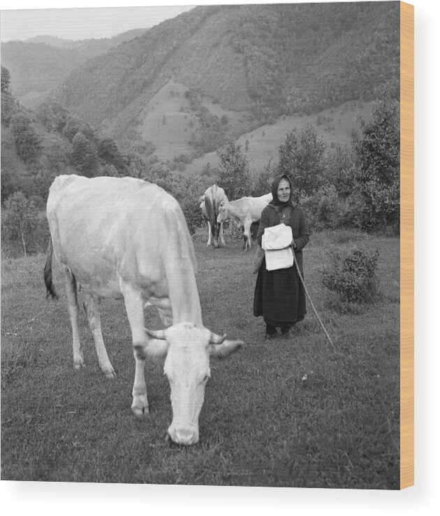 High Mountain Pasture Wood Print featuring the photograph Old peasant tending cows by Emanuel Tanjala