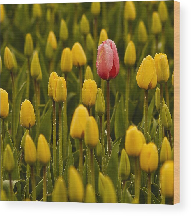 Flower Wood Print featuring the photograph One Tulip by Tony Locke