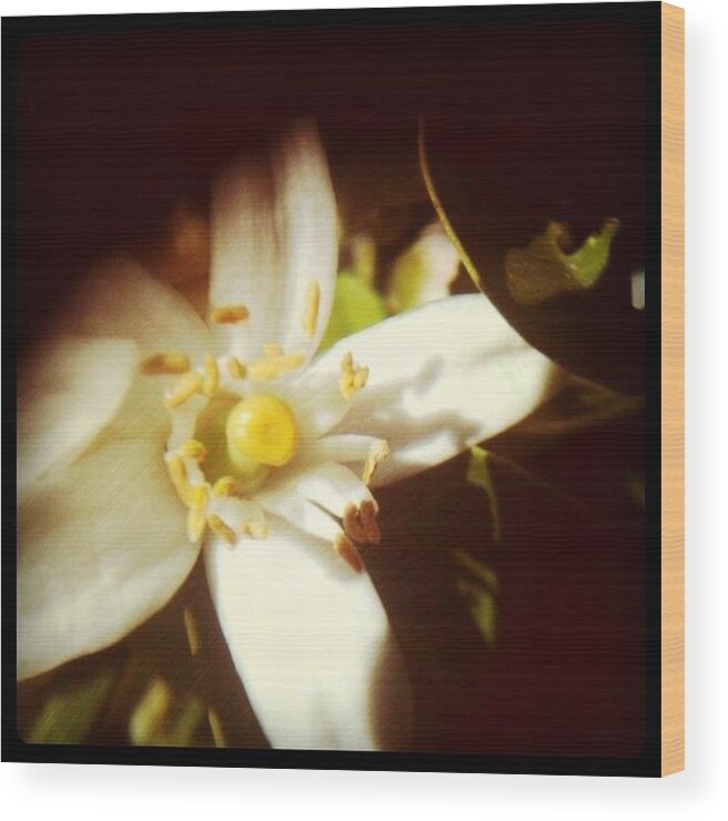  Wood Print featuring the photograph Orange Blossom+iphone+diana Lens by Alexis Vaughn