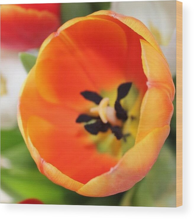  Wood Print featuring the photograph Orange Tulip by Unique Louise