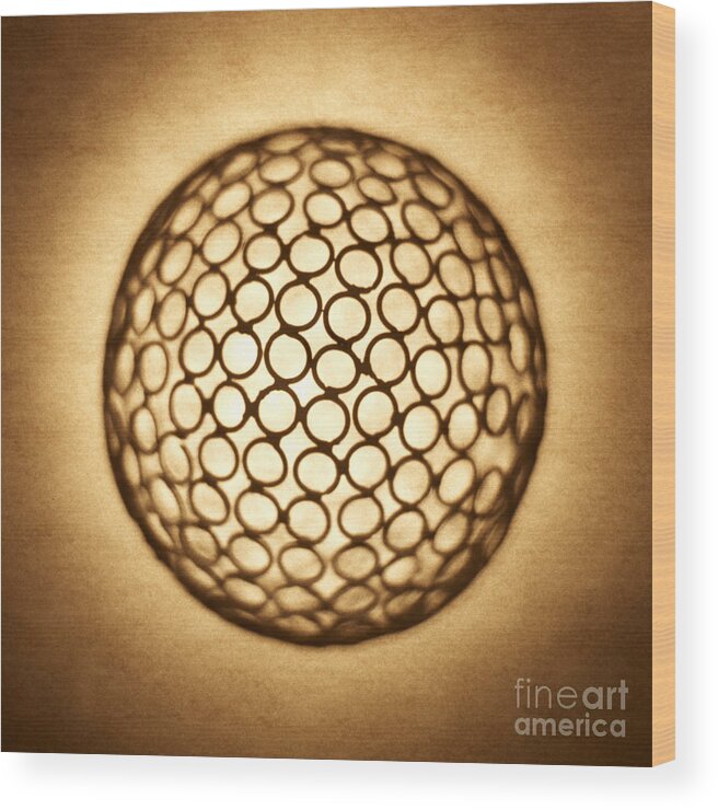 Orb Wood Print featuring the photograph Orb web by Tony Cordoza