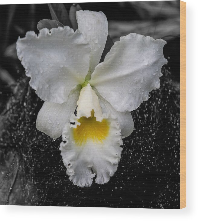 Artistic Wood Print featuring the photograph Orchid Shower by Ray Shiu