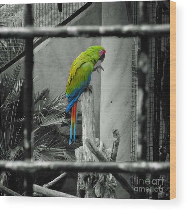 Parrot Wood Print featuring the photograph Parrott thro the cage by Rob Hawkins