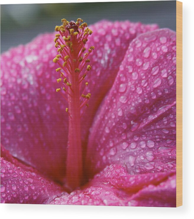 Hibiscus Wood Print featuring the photograph Passionate Pink Hibiscus by Karon Melillo DeVega