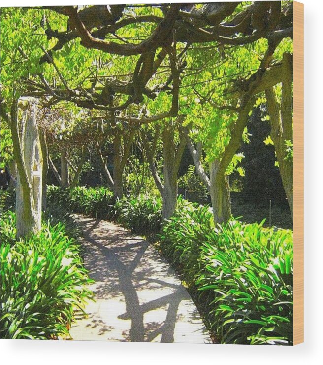Huntingtonlibrary Wood Print featuring the photograph Pathway #pathway #canopy #arbor by Mark Jackson