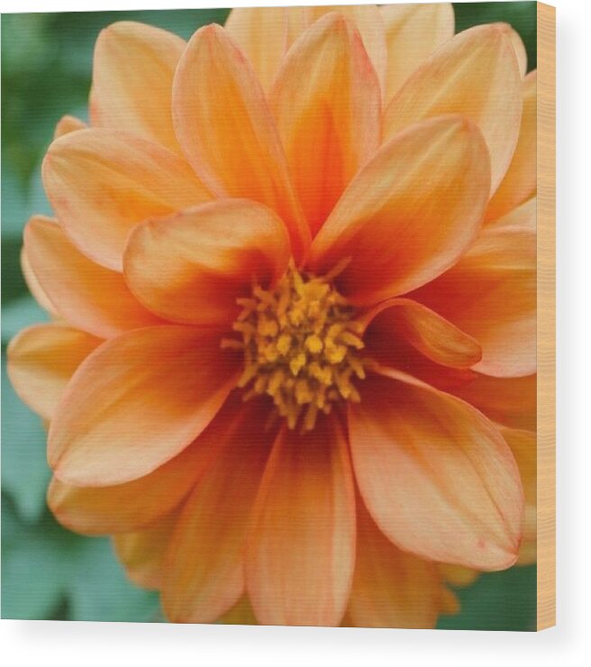 Flowers Wood Print featuring the photograph Peachy Perfection by Justin Connor