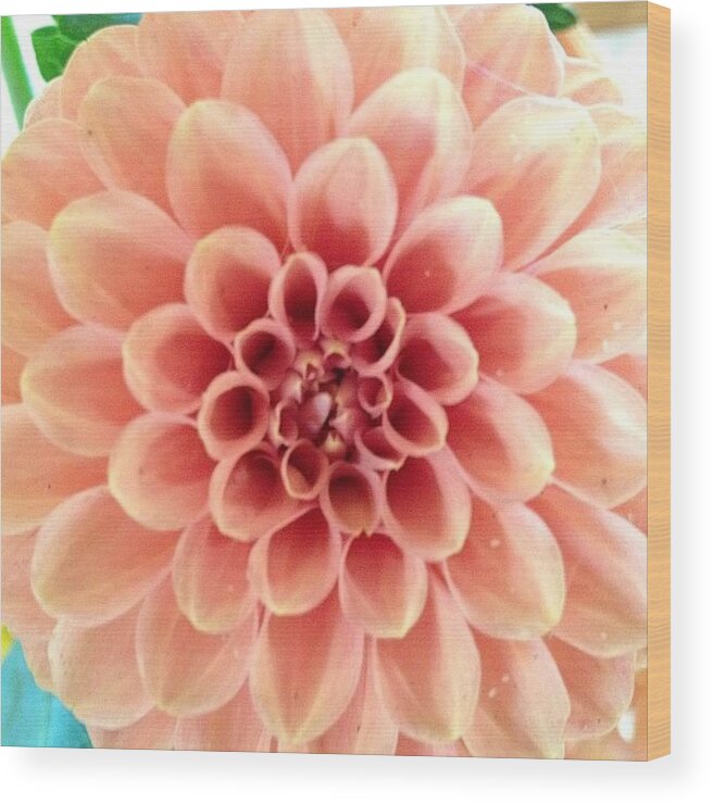 Dahlia Wood Print featuring the photograph Peachy by Travel Designed