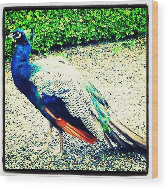 Peacock Wood Print featuring the photograph #peacock #bird #nature #wildlife by Emma Maudsley