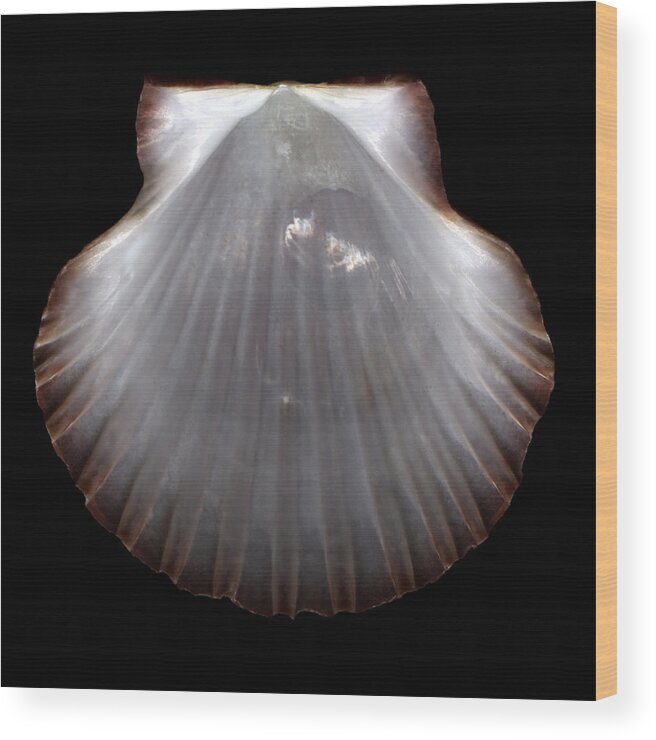 Pearlescent Wood Print featuring the photograph Pearlescent Shell by David Kleinsasser