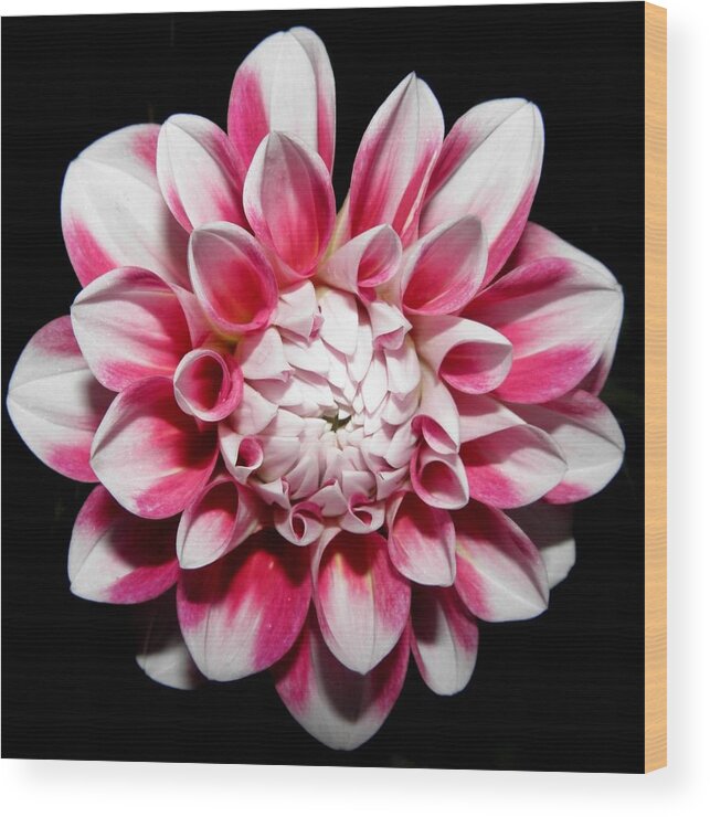 Dahlia Wood Print featuring the photograph Pedals Of Beauty At Night by Kim Galluzzo