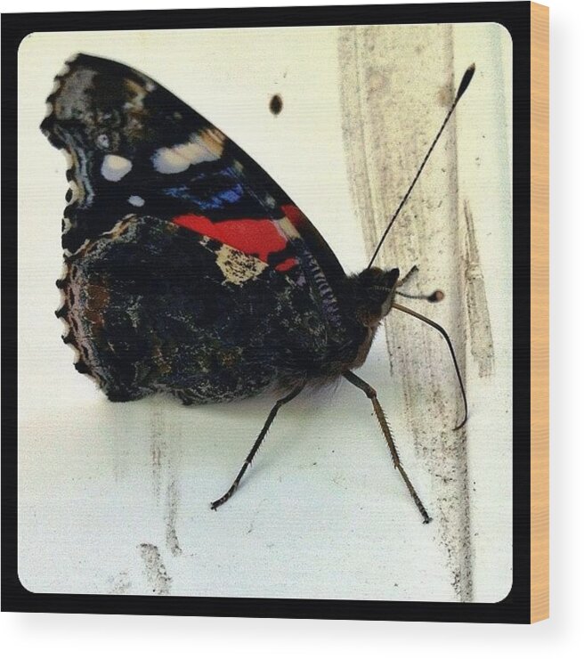 Teamrebel Wood Print featuring the photograph Phoenician Butterfly by Natasha Marco