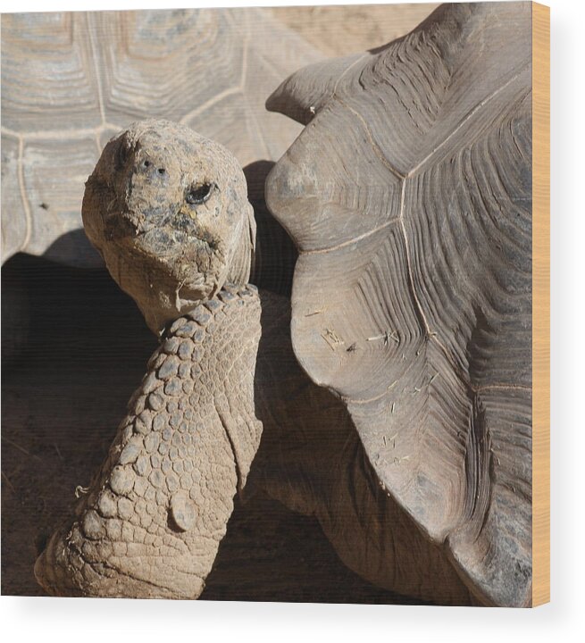 Tortoise Wood Print featuring the photograph Posing For Pictures by Kim Galluzzo Wozniak