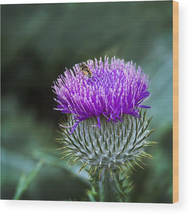 Flowers Wood Print featuring the photograph Prickly Friends by Marion McCristall
