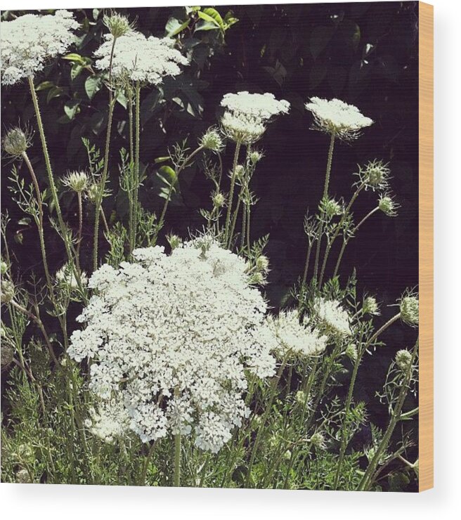 Queen Anne's Lace Wood Print featuring the photograph Queen Anne's Lace by Michelle Calkins