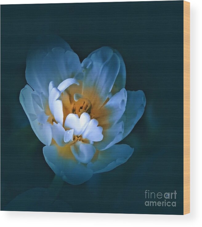 Nature Wood Print featuring the photograph Radiance by Gerlinde Keating