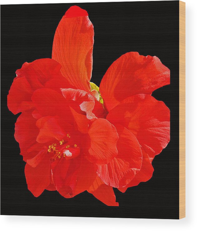 Flower Wood Print featuring the photograph Red Hibiscus by Cindy Manero