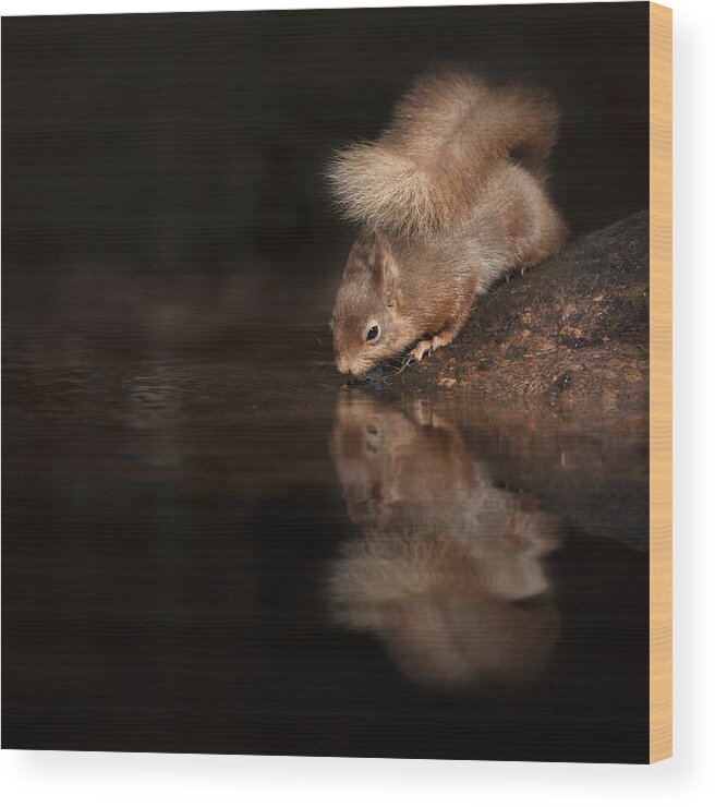 Red Squirrel Wood Print featuring the photograph Red Squirrel Reflection by Andy Astbury